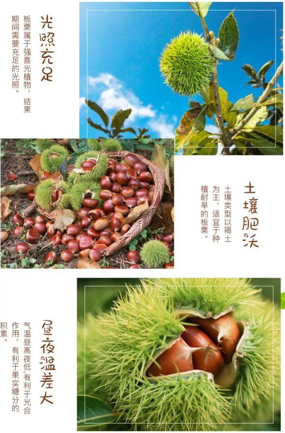 人参果产地，为什么医生不建议吃人参果（“不加糖就很甜”—来自贵州深山里的瑰宝）