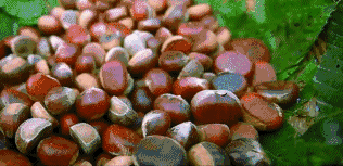 人参果产地，为什么医生不建议吃人参果（“不加糖就很甜”—来自贵州深山里的瑰宝）