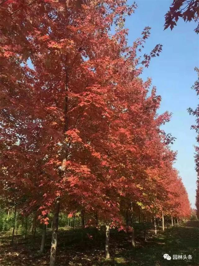 红枫哪个品种最珍贵，红枫哪一种好（美国红枫品种那么多）