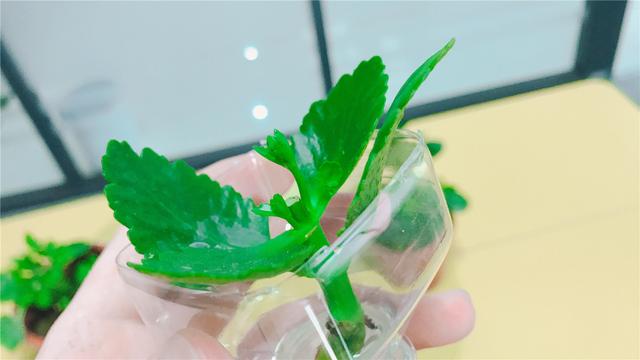 长寿花可以水培吗，长寿花水培的养殖方法（教你快速水培多盆长寿花）
