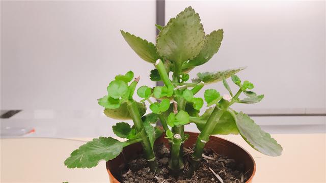 长寿花可以水培吗，长寿花水培的养殖方法（教你快速水培多盆长寿花）