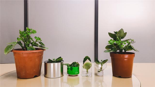 长寿花可以水培吗，长寿花水培的养殖方法（教你快速水培多盆长寿花）