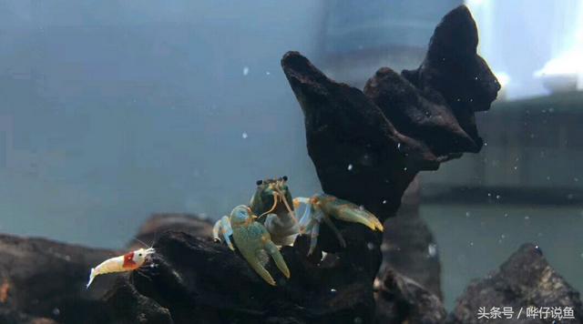水晶虾的喂食要点，水晶虾幼虾喂什么（你还应该认识这几种宠物虾）