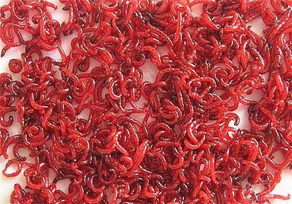 钓鲫鱼用什么饵料和方法，野钓鲫鱼常用的6种饵料