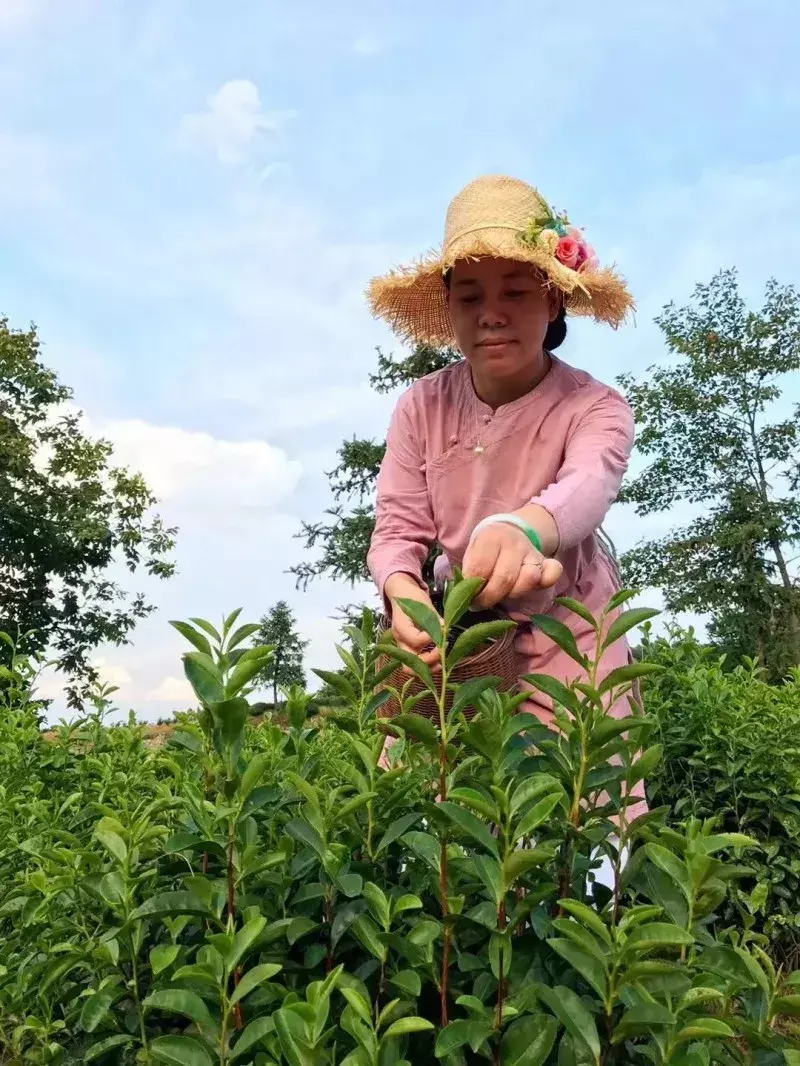 神斧工程机械 “台州茶叶女王”！从“小白”到年销售1000公斤！