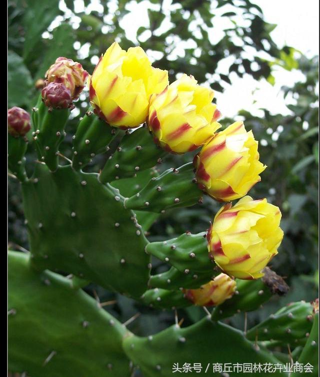 仙人掌的药用价值，仙人掌的药用价值和吃法（仙人掌的作用功效及用法）
