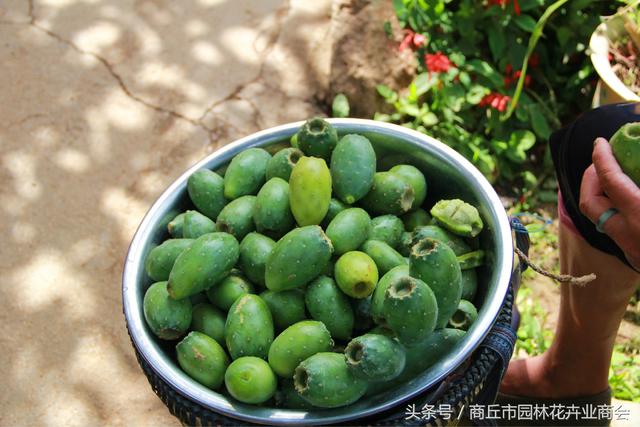 仙人掌的药用价值，仙人掌的药用价值和吃法（仙人掌的作用功效及用法）