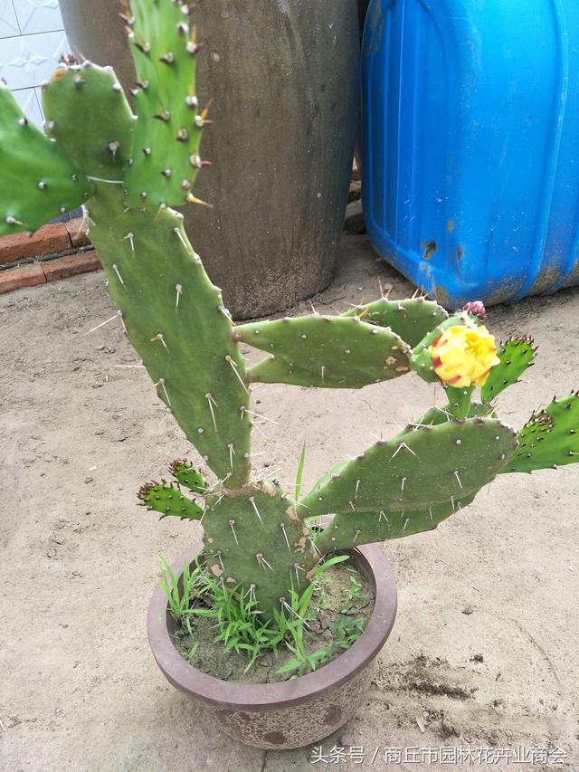 仙人掌的药用价值，仙人掌的药用价值和吃法（仙人掌的作用功效及用法）