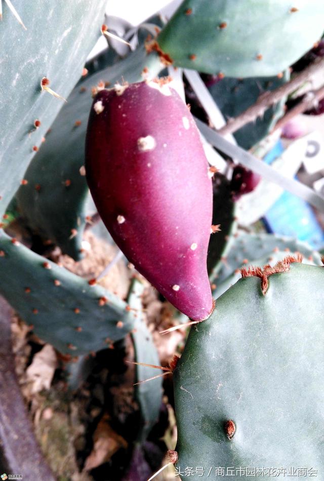 仙人掌的药用价值，仙人掌的药用价值和吃法（仙人掌的作用功效及用法）