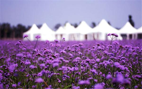 北京蓝调薰衣草庄园