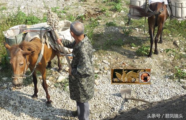 翻山越岭的动物是什么,翻山越岭打一生肖(“逆天狂徒”过山鲫) 翻山越岭的动物是什么,翻山越岭打一生肖(“逆天狂徒”过山鲫)
