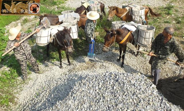 翻山越岭的动物是什么,翻山越岭打一生肖(“逆天狂徒”过山鲫) 翻山越岭的动物是什么,翻山越岭打一生肖(“逆天狂徒”过山鲫)