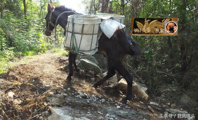 翻山越岭的动物是什么,翻山越岭打一生肖(“逆天狂徒”过山鲫) 翻山越岭的动物是什么,翻山越岭打一生肖(“逆天狂徒”过山鲫)