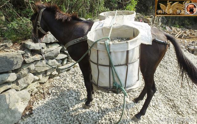 翻山越岭的动物是什么,翻山越岭打一生肖(“逆天狂徒”过山鲫) 翻山越岭的动物是什么,翻山越岭打一生肖(“逆天狂徒”过山鲫)