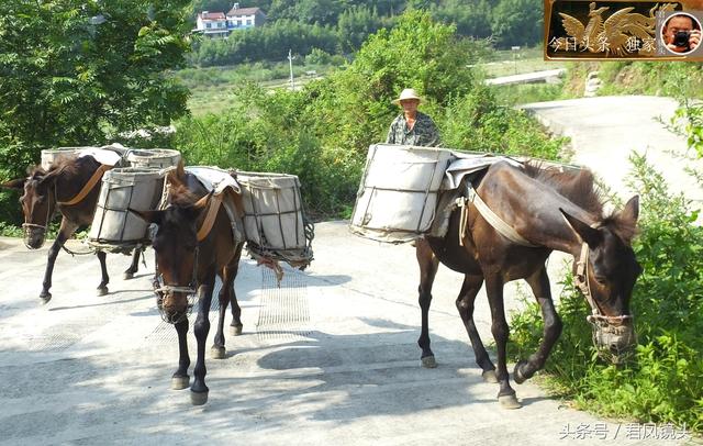 翻山越岭的动物是什么,翻山越岭打一生肖(“逆天狂徒”过山鲫) 翻山越岭的动物是什么,翻山越岭打一生肖(“逆天狂徒”过山鲫)
