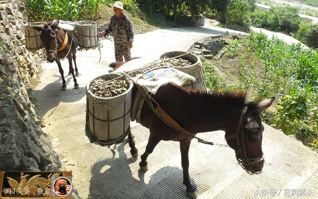 翻山越岭的动物是什么,翻山越岭打一生肖(“逆天狂徒”过山鲫) 翻山越岭的动物是什么,翻山越岭打一生肖(“逆天狂徒”过山鲫)