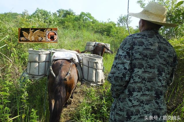 翻山越岭的动物是什么,翻山越岭打一生肖(“逆天狂徒”过山鲫) 翻山越岭的动物是什么,翻山越岭打一生肖(“逆天狂徒”过山鲫)