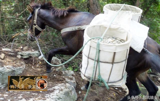 翻山越岭的动物是什么,翻山越岭打一生肖(“逆天狂徒”过山鲫) 翻山越岭的动物是什么,翻山越岭打一生肖(“逆天狂徒”过山鲫)