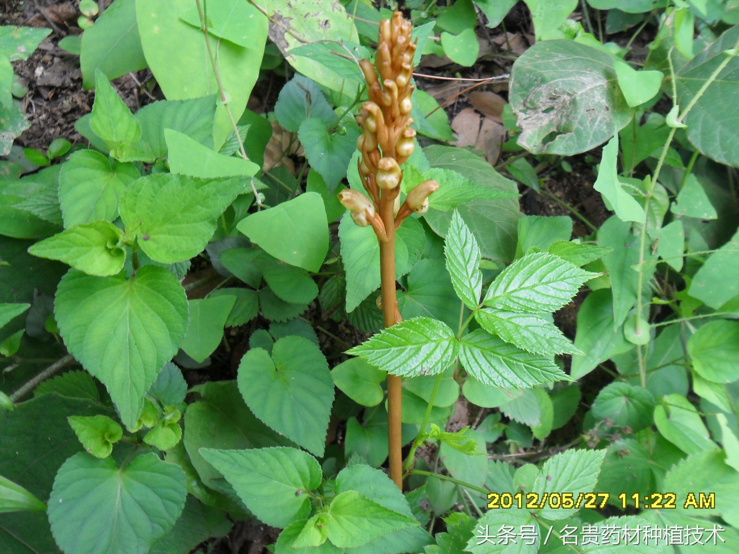 纯天然野生天麻功效强大,听说价格很贵,发展人工种植前景大