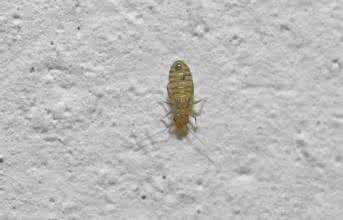 尘虱怎么消灭，尘虱子怎么去除（家庭很容易常见的害虫）