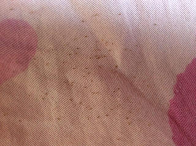 尘虱怎么消灭，尘虱子怎么去除（家庭很容易常见的害虫）