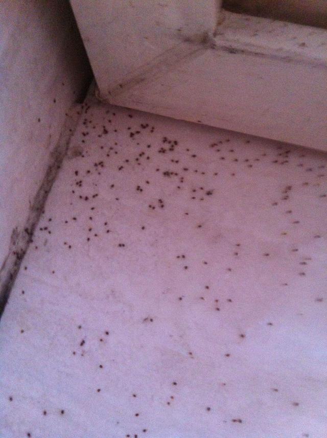 尘虱怎么消灭，尘虱子怎么去除（家庭很容易常见的害虫）