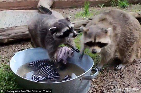 夜行动物有哪些，哪些动物是夜行动物（常在半夜偷吃东西搞破坏）