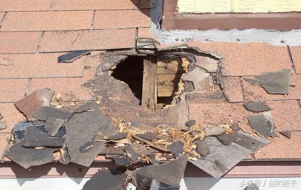 夜行动物有哪些，哪些动物是夜行动物（常在半夜偷吃东西搞破坏）