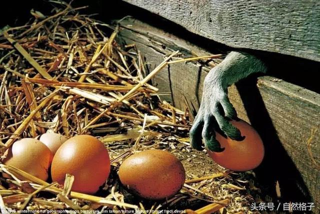 夜行动物有哪些，哪些动物是夜行动物（常在半夜偷吃东西搞破坏）