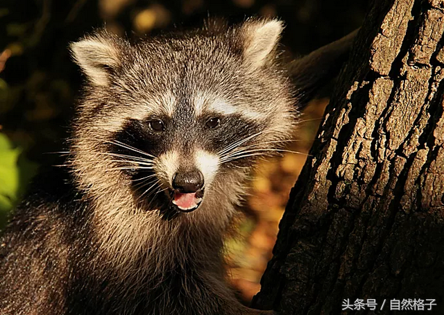 夜行動物有哪些,哪些動物是夜行動物(常在半夜偷吃東西搞破壞)