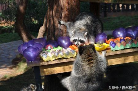 夜行动物有哪些，哪些动物是夜行动物（常在半夜偷吃东西搞破坏）