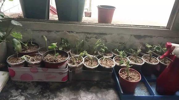 绿苏种子的种植方法是什么，绿苏是什么植物（1盆顶个百宝箱）