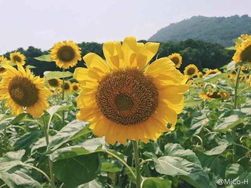 绿苏种子的种植方法是什么，绿苏是什么植物（1盆顶个百宝箱）