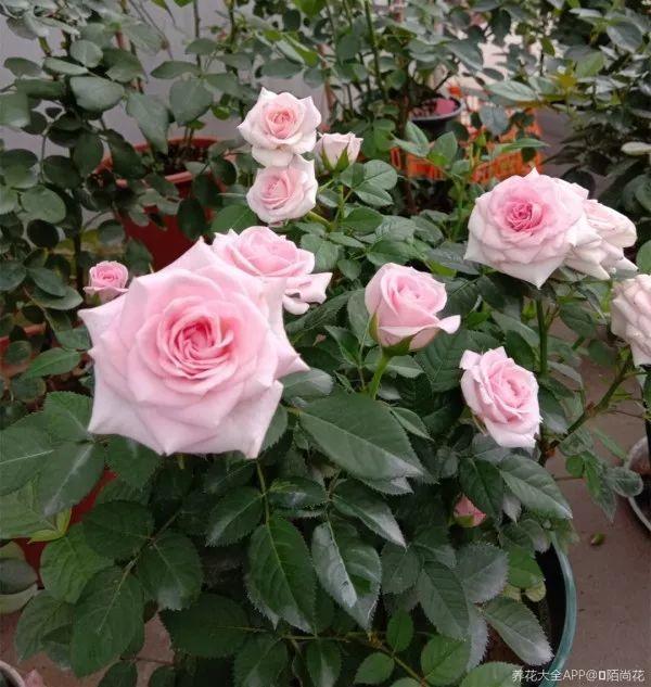 绿苏种子的种植方法是什么，绿苏是什么植物（1盆顶个百宝箱）