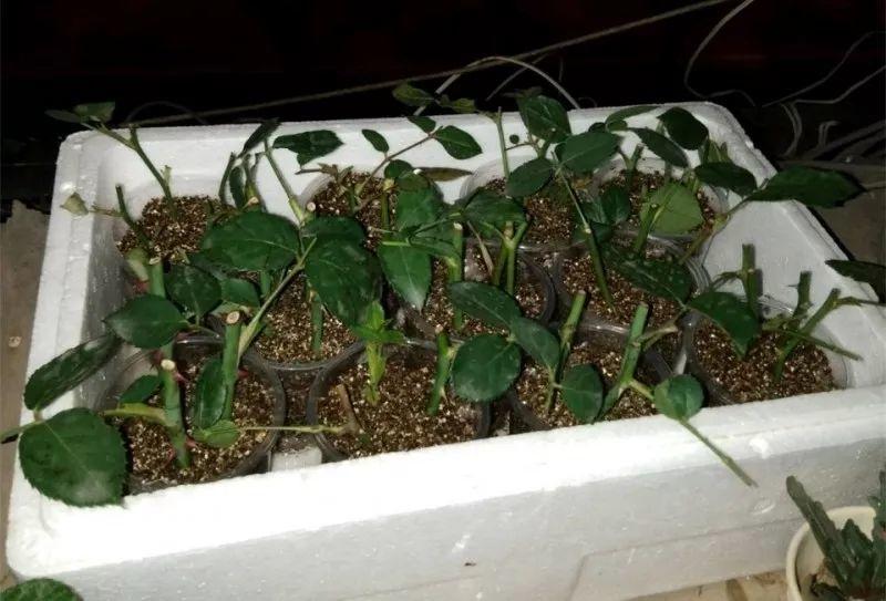 绿苏种子的种植方法是什么，绿苏是什么植物（1盆顶个百宝箱）