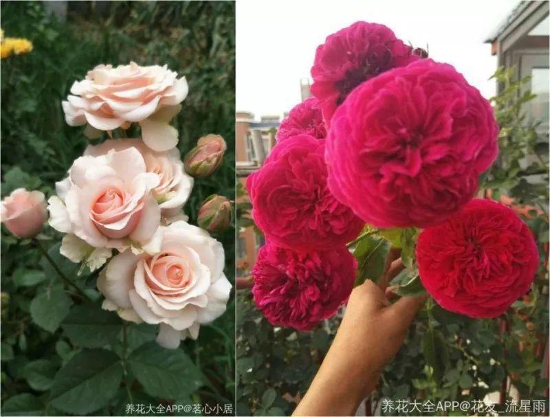 绿苏种子的种植方法是什么，绿苏是什么植物（1盆顶个百宝箱）