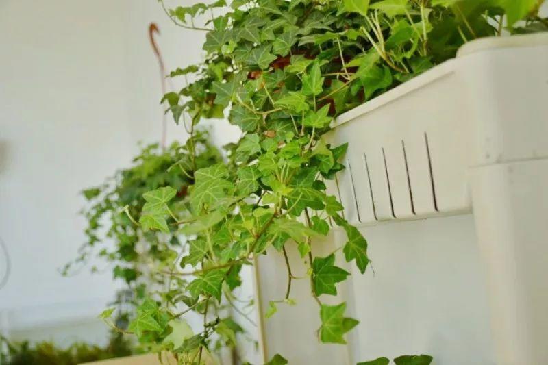 绿苏种子的种植方法是什么，绿苏是什么植物（1盆顶个百宝箱）