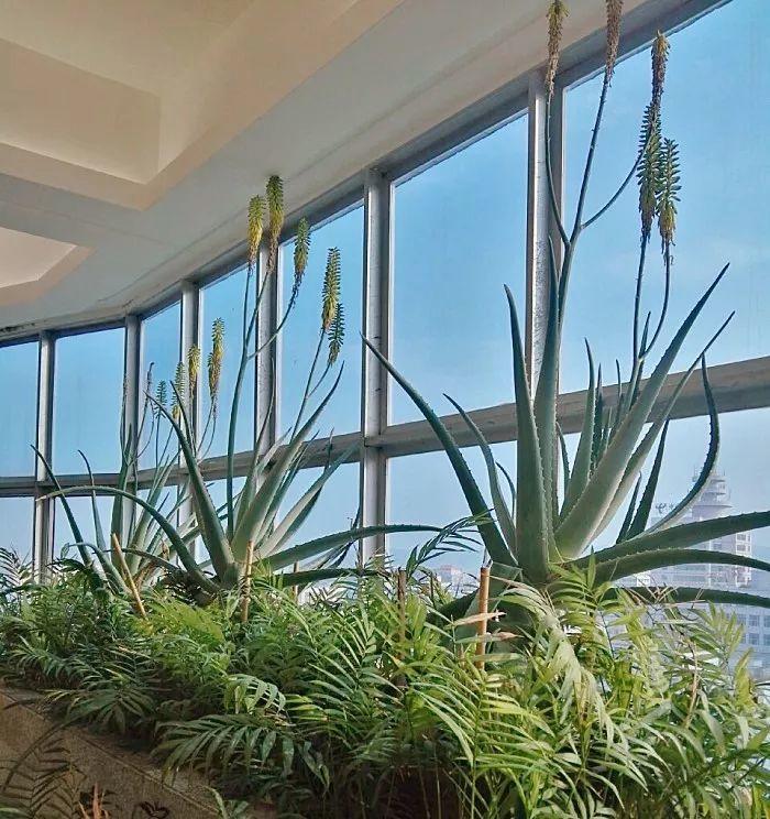 绿苏种子的种植方法是什么，绿苏是什么植物（1盆顶个百宝箱）