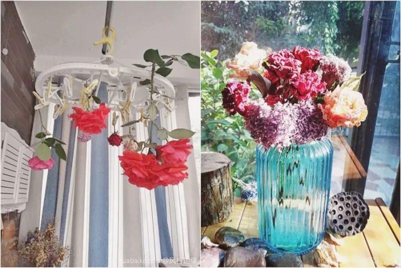 绿苏种子的种植方法是什么，绿苏是什么植物（1盆顶个百宝箱）