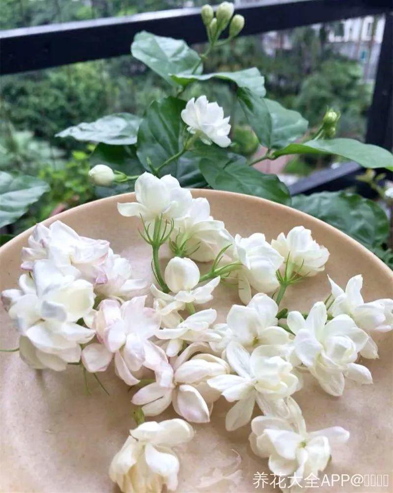 绿苏种子的种植方法是什么，绿苏是什么植物（1盆顶个百宝箱）