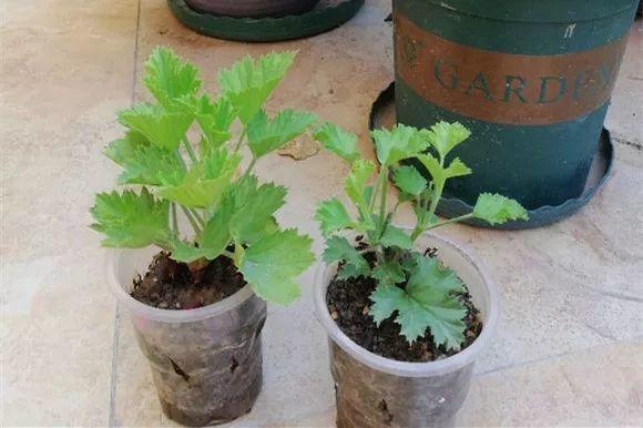 绿苏种子的种植方法是什么，绿苏是什么植物（1盆顶个百宝箱）