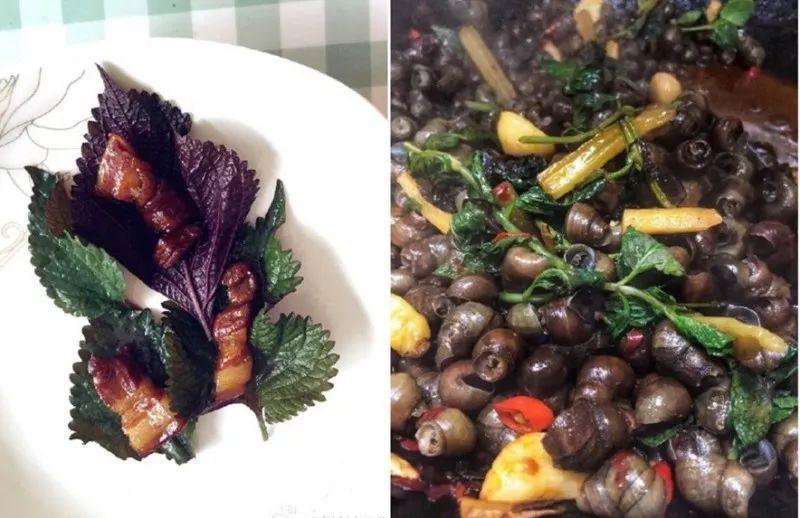 绿苏种子的种植方法是什么，绿苏是什么植物（1盆顶个百宝箱）