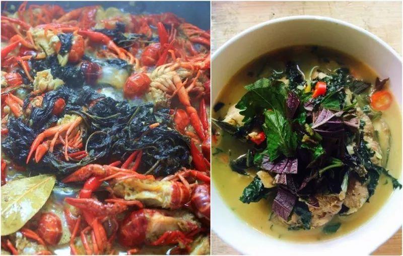 绿苏种子的种植方法是什么，绿苏是什么植物（1盆顶个百宝箱）