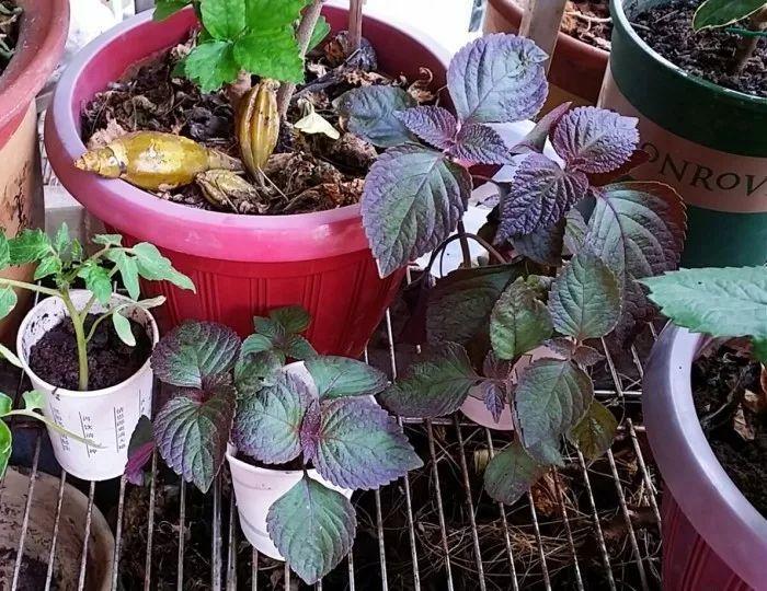 绿苏种子的种植方法是什么，绿苏是什么植物（1盆顶个百宝箱）