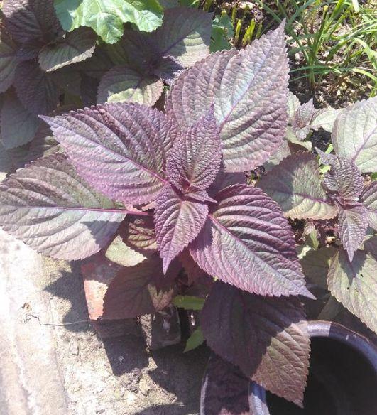 绿苏种子的种植方法是什么，绿苏是什么植物（1盆顶个百宝箱）