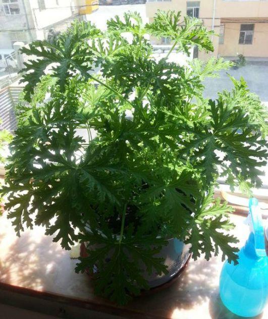 绿苏种子的种植方法是什么，绿苏是什么植物（1盆顶个百宝箱）