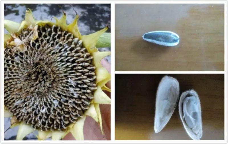 绿苏种子的种植方法是什么，绿苏是什么植物（1盆顶个百宝箱）