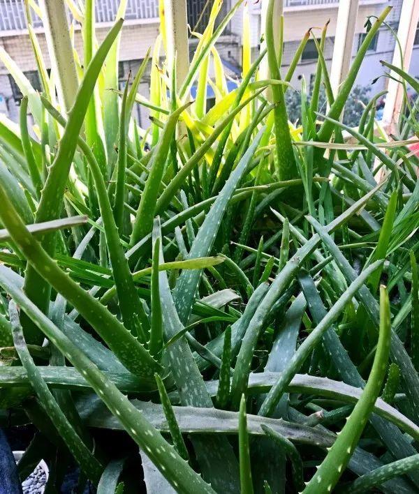 绿苏种子的种植方法是什么，绿苏是什么植物（1盆顶个百宝箱）