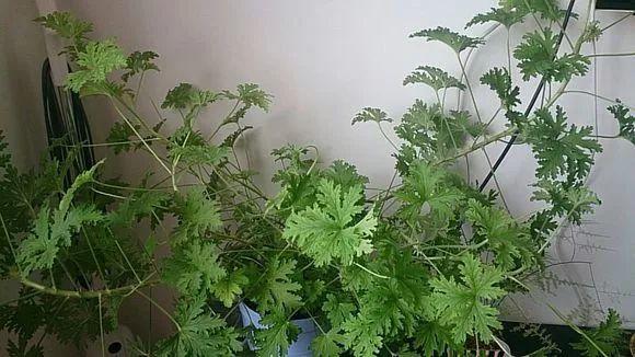 绿苏种子的种植方法是什么，绿苏是什么植物（1盆顶个百宝箱）