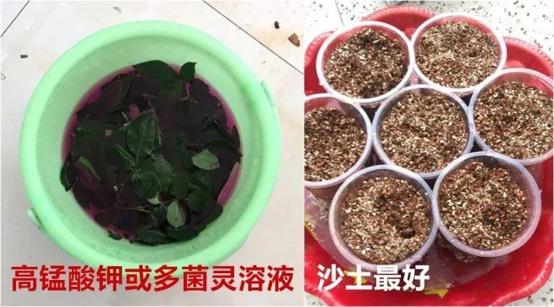 绿苏种子的种植方法是什么，绿苏是什么植物（1盆顶个百宝箱）